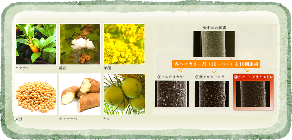 キューティクルの破損状態を比べた物です